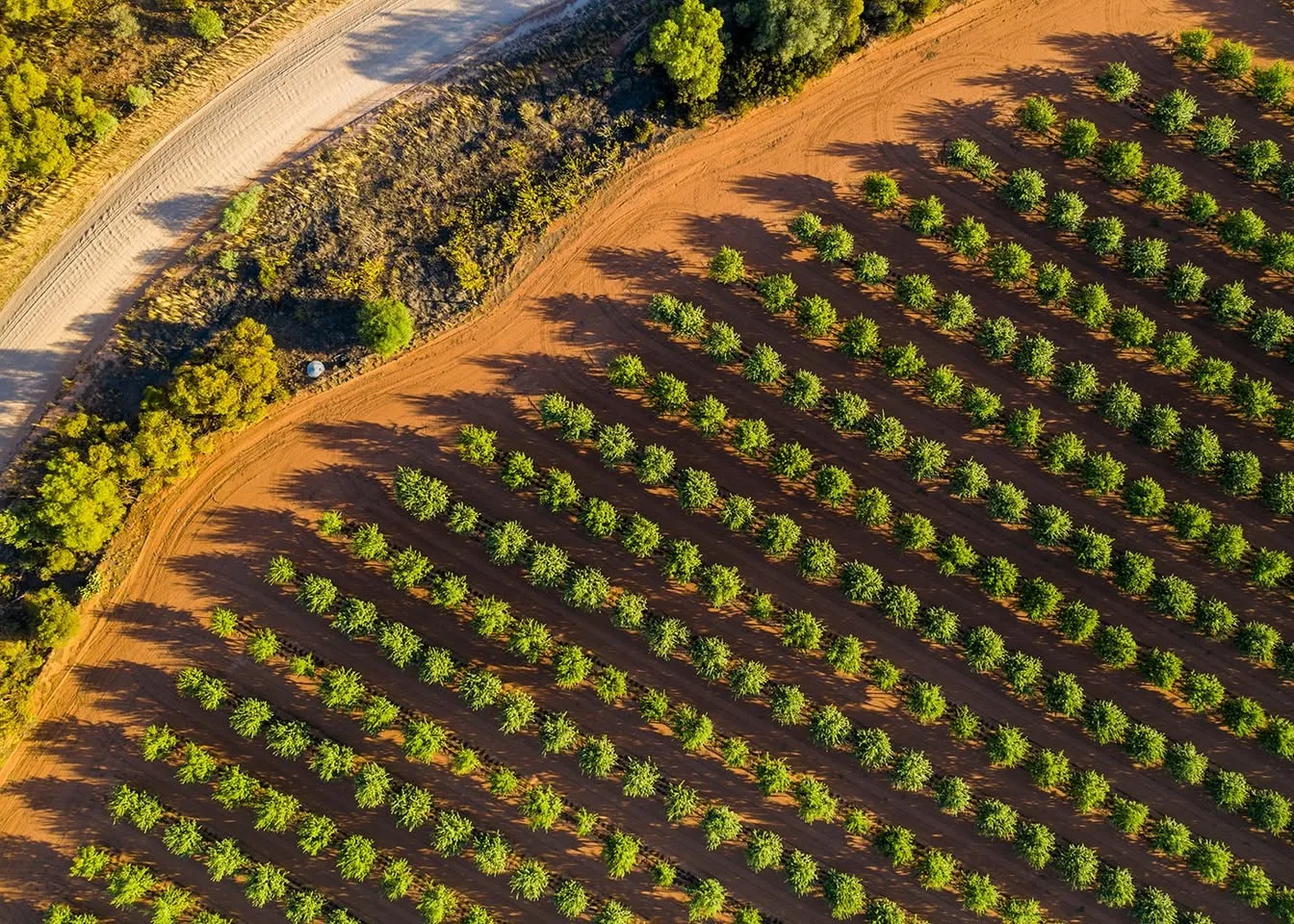 Mandolé Orchard gallery 3