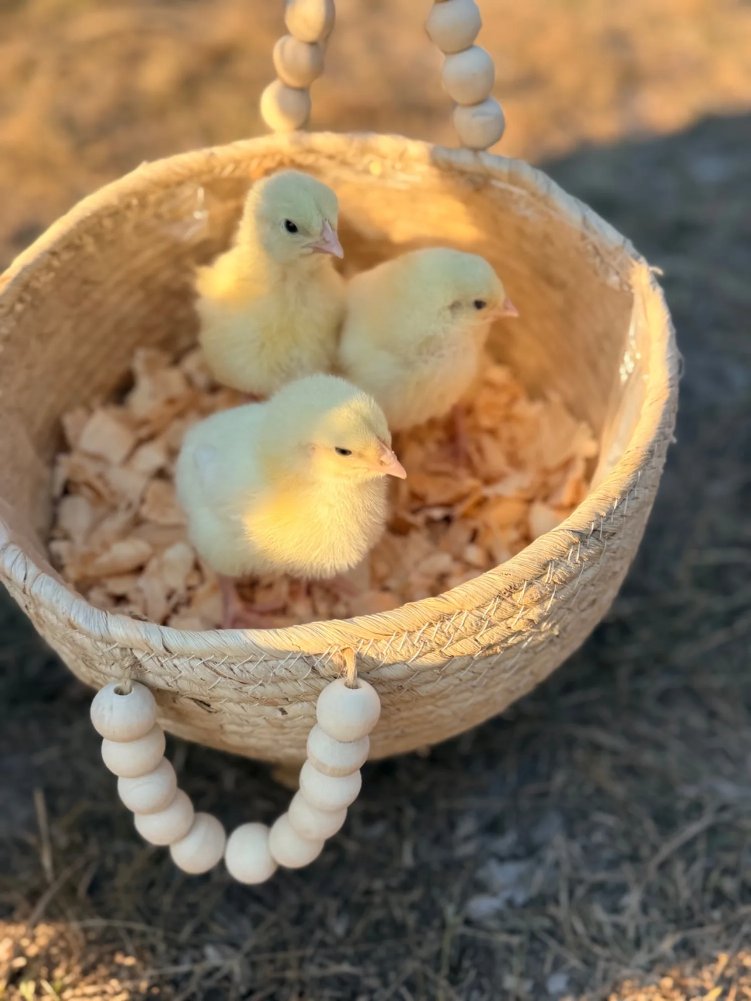 Winston Willows Poultry gallery 3