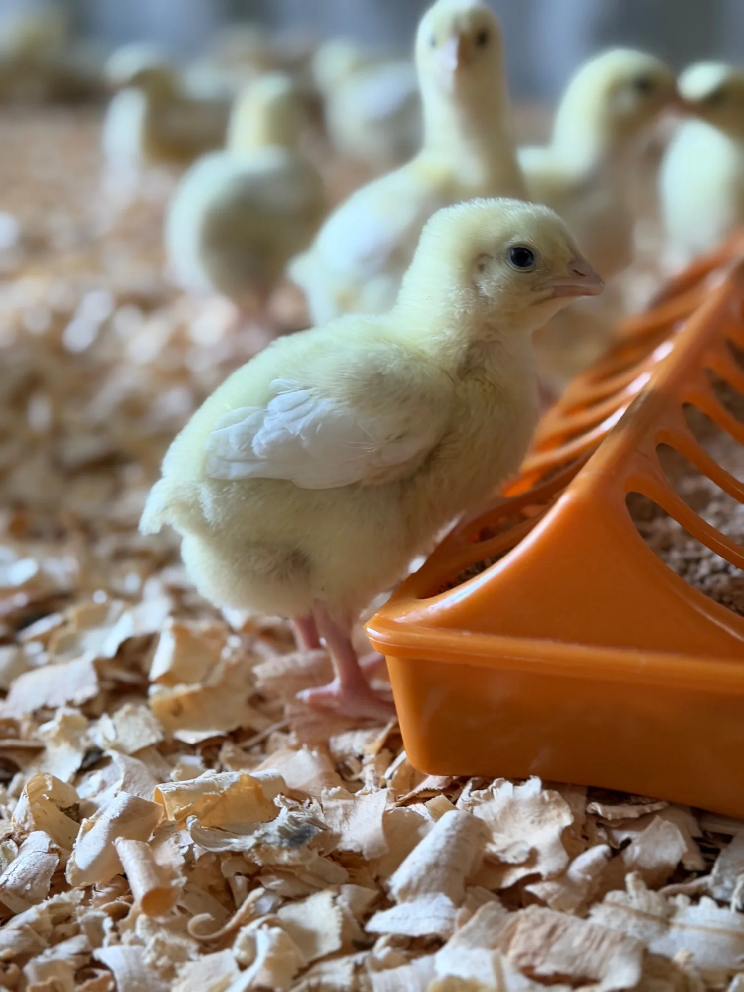 Winston Willows Poultry gallery 2