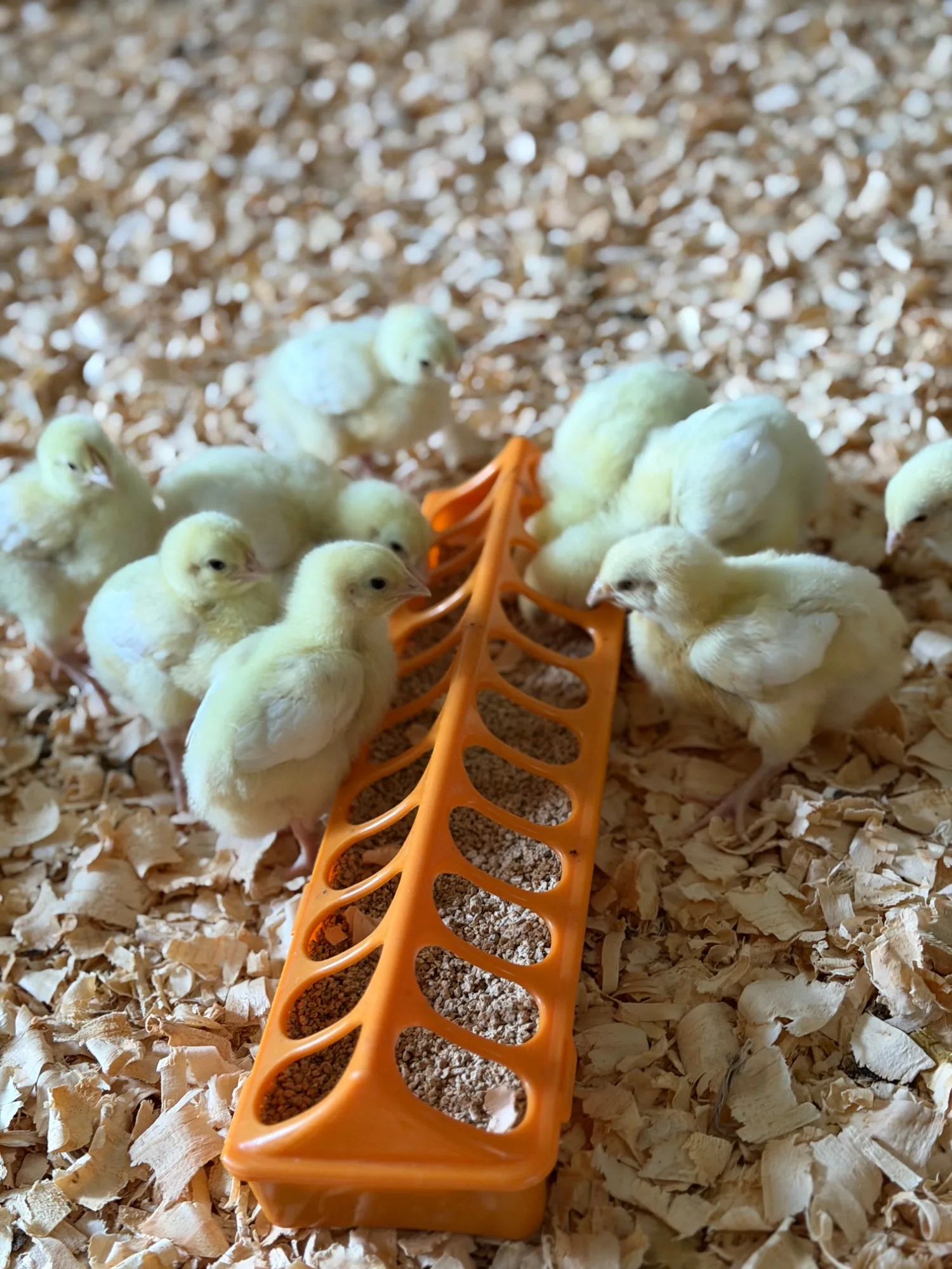 Winston Willows Poultry gallery 1