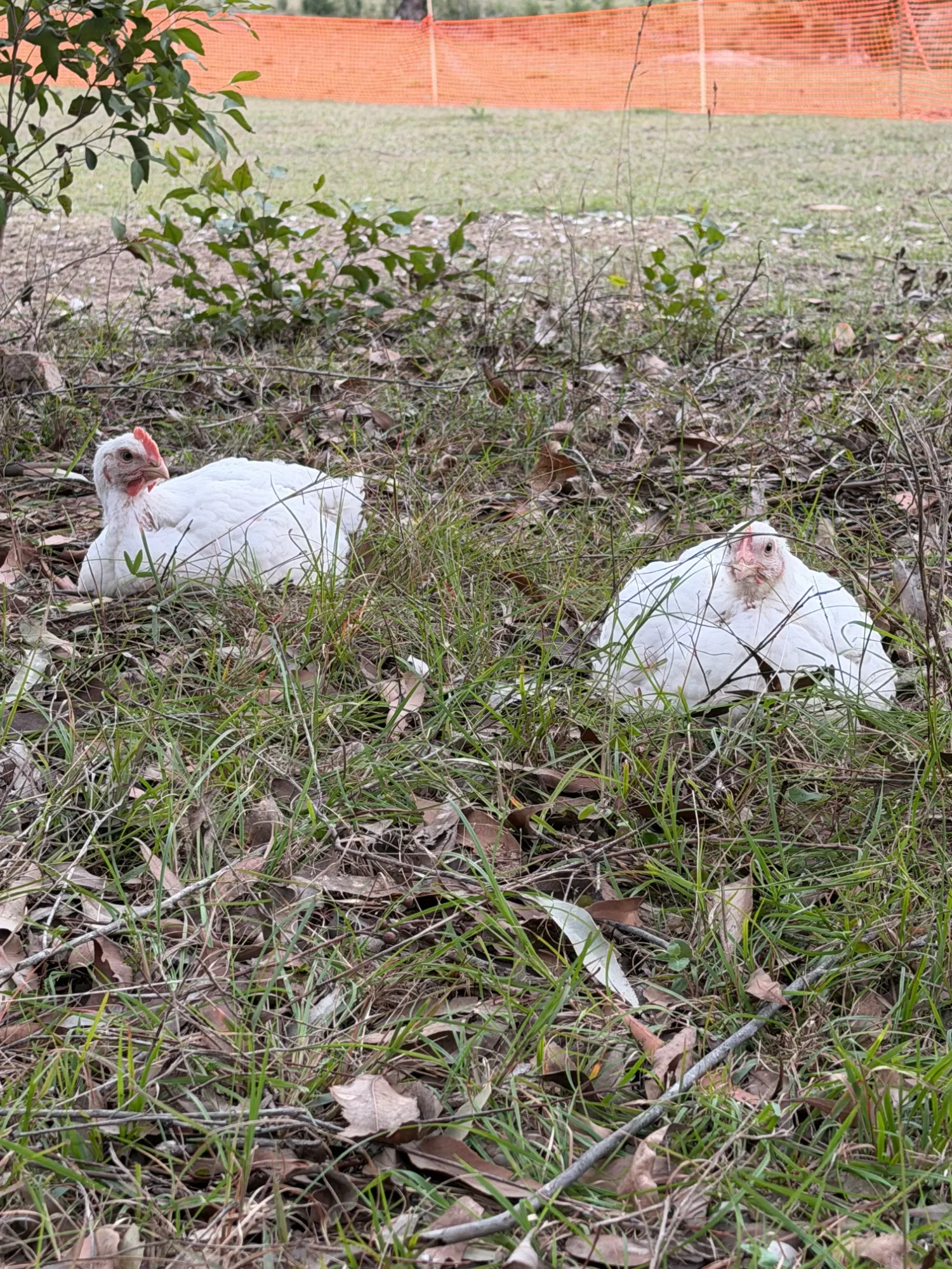 Winston Willows Poultry gallery 4