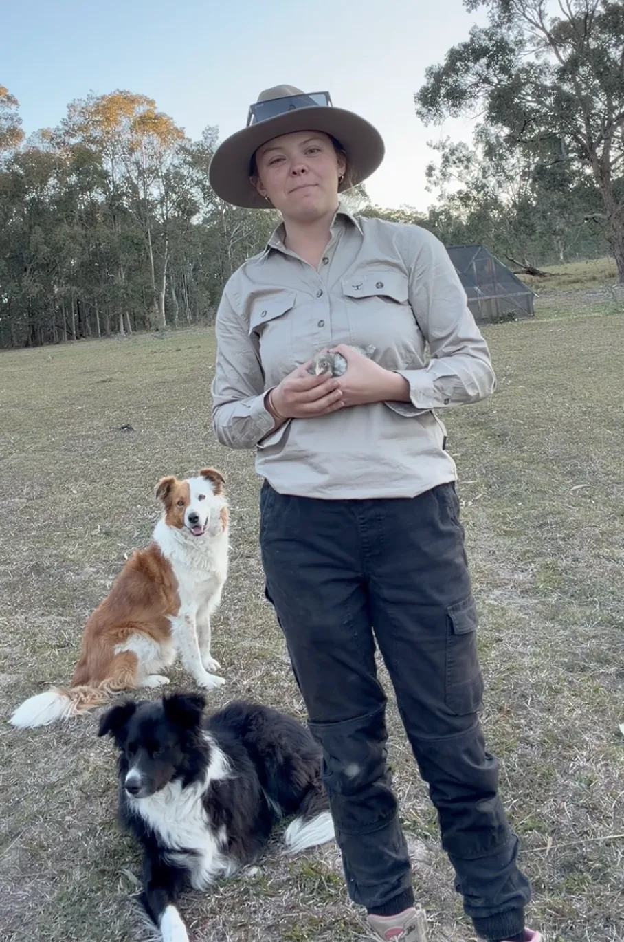 Winston Willows Poultry