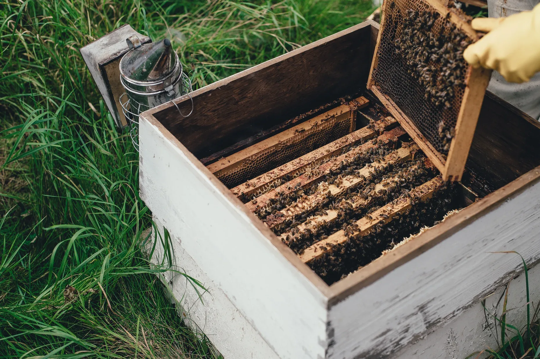 Master Beekeeper gallery 1
