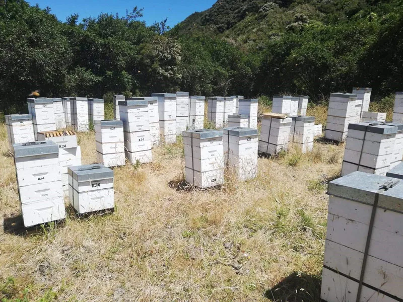 Master Beekeeper gallery 2