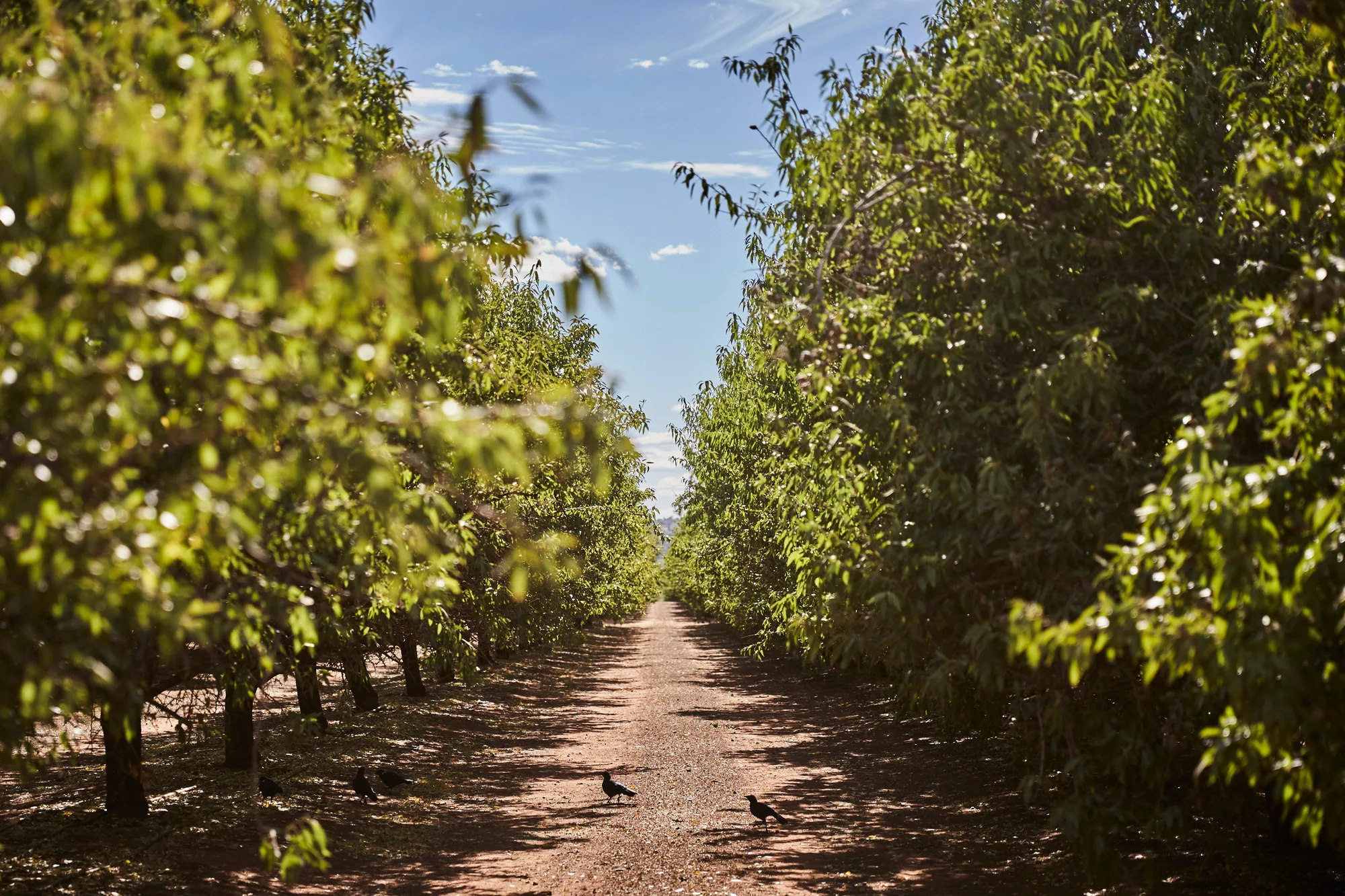 Mandolé Orchard gallery 5
