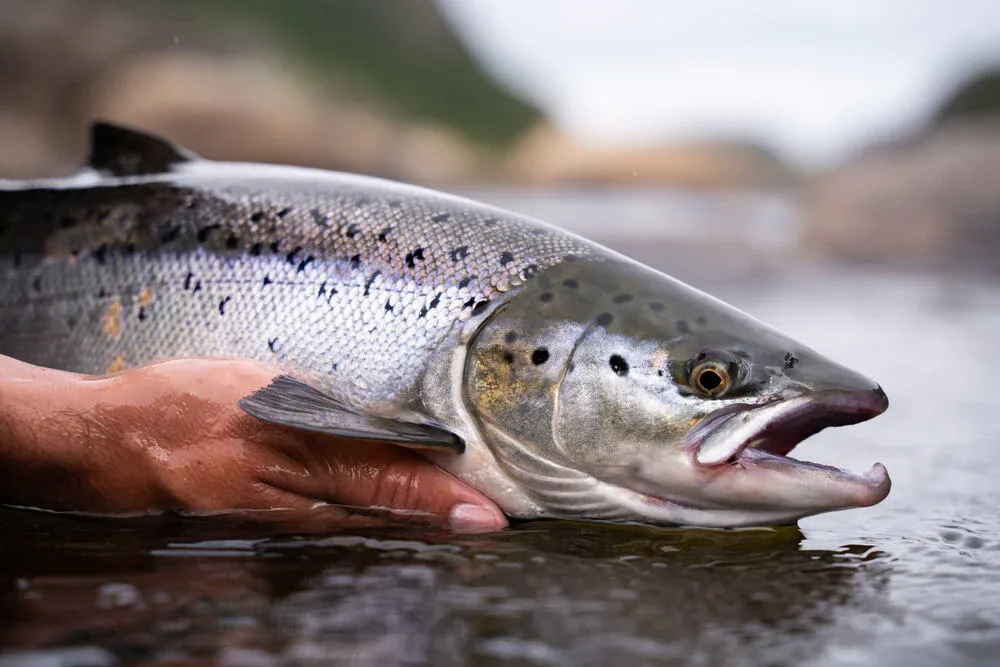 Collins Wild Caught farm