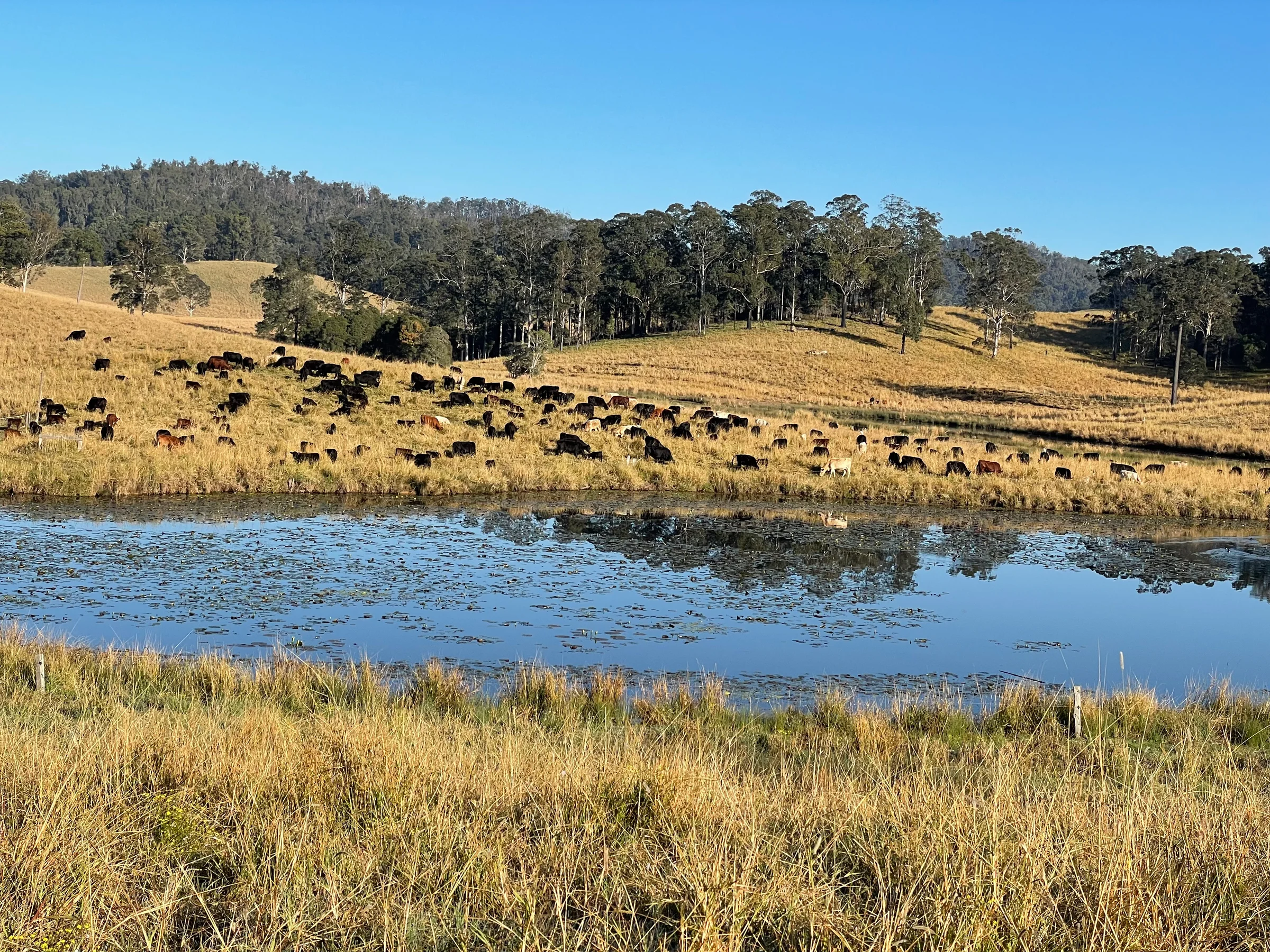 A view across Rachel's Farm in northern NSW