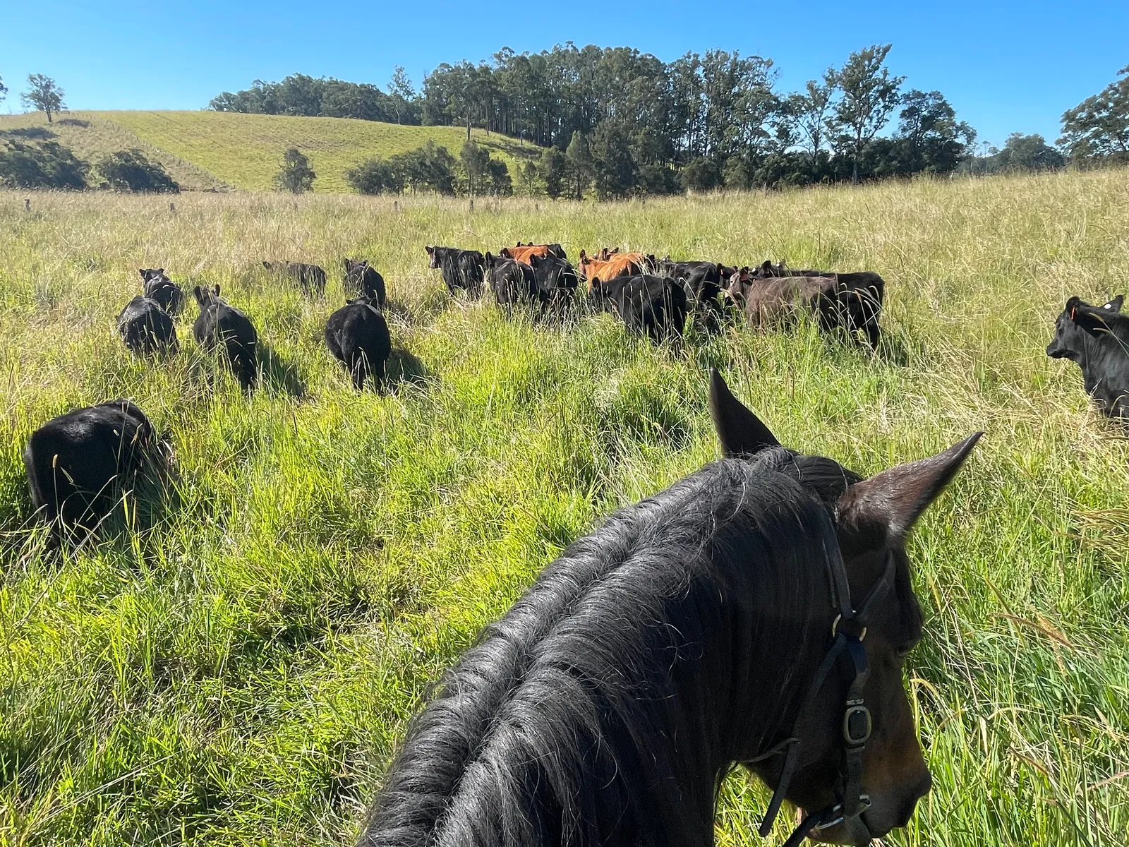 Pasture and soil at Rachel's Farm
